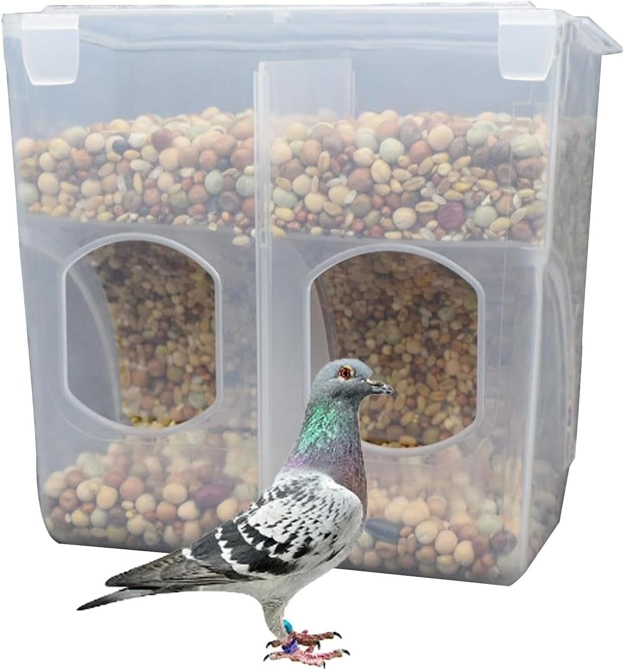 Pigeon Feeder Water Dispenser