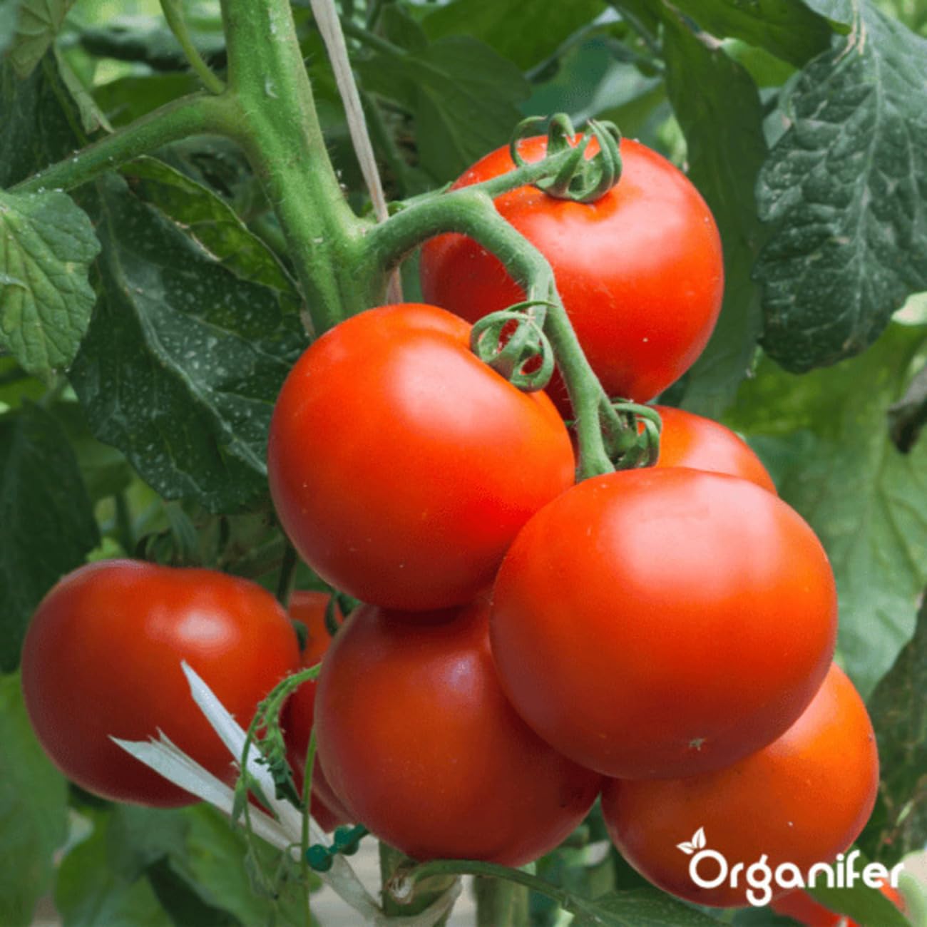 Phytophthora-Konzentrat - 1000 Ml Für 1000 M2 - Produkt Für Kartoffeln Und Tomaten - Pflanzenpflege - Gemüsedünger - Organifer
