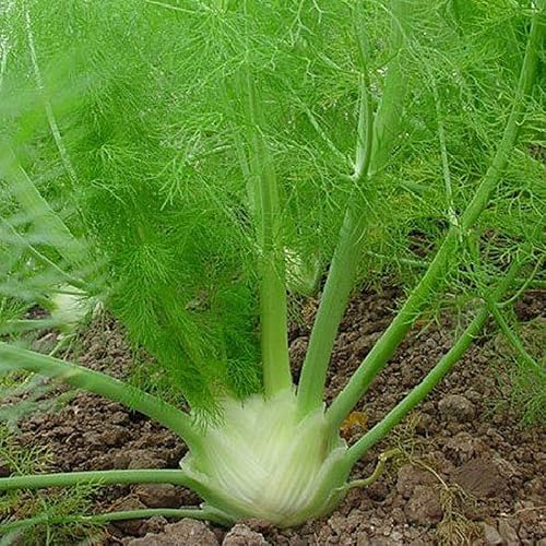 Fennel, Florence (Foeniculum vulgare) Herb Seeds, Edible Bulb, Distinctive Flavor, Tall and Showy, High in Nutrients, Seeds by MySeeds.Co, You Choose The Amount (1/2 LB)