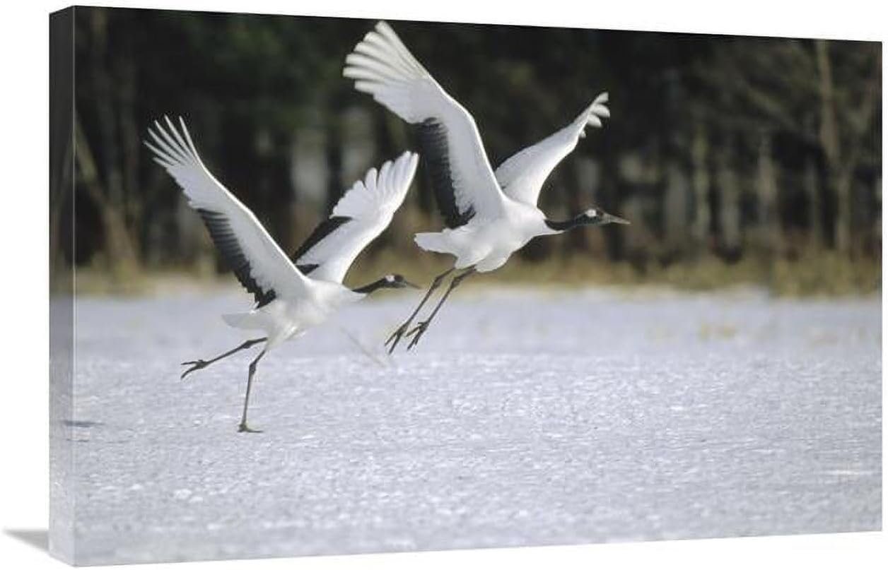 20 x 30 in. Red-Crowned Crane Pair Courting, Hokkaido, Japan Art Print - Konrad Wothe