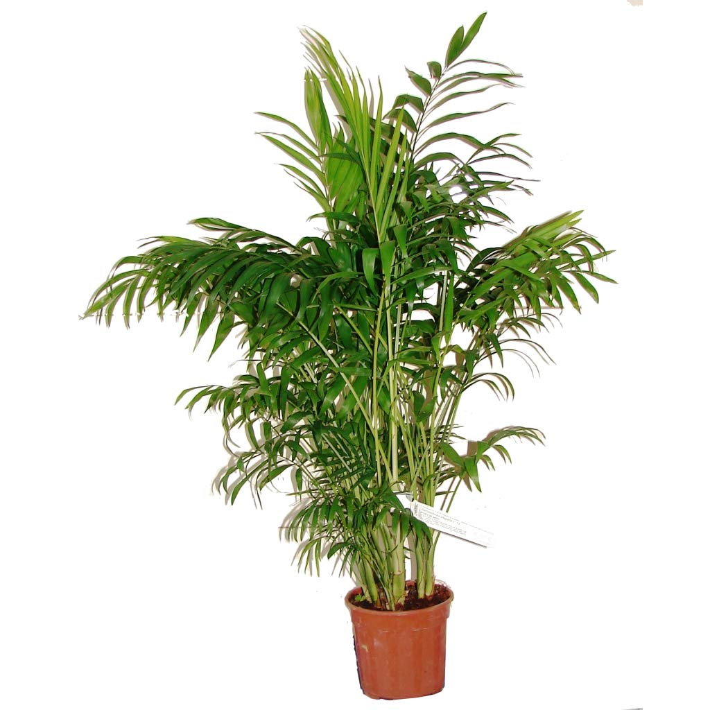 Chamaedorea Elegans Palmera Grande 85cm Planta Natural