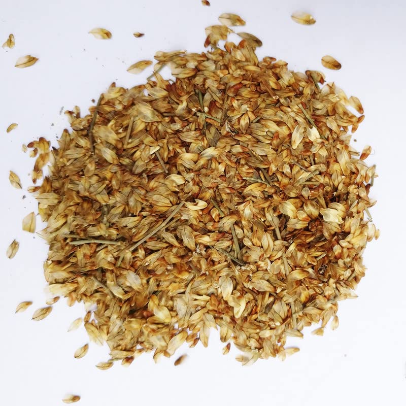 RK Seeds- Casuarina equisetifolia-Australian pine seeds-Casuarina seeds-Casuarina equisetifolia seeds (Australian Pine Tree) Choola Evergreen Tree, best host for White sandal wood Tree Seeds - 25 gm