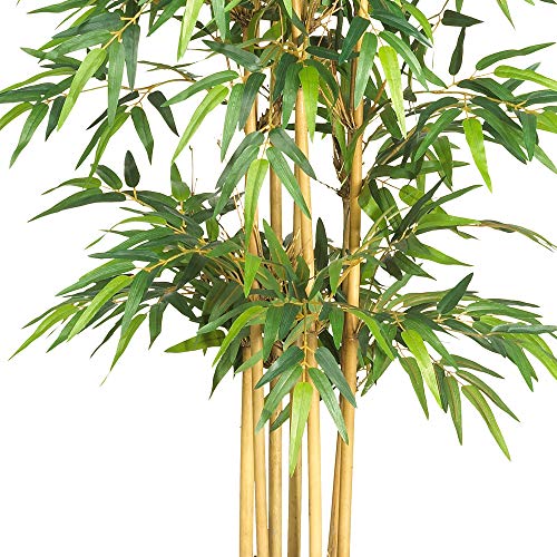 Consejos y comparativas para Comprar Plantas bambú gigante Top cinco. 23 Imagen adicional