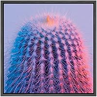 SIGNWIN Framed Canvas Wall Art Mammillaria Spinosissima Cactus in Pink, Purple Background Botanical Succulent Photography Realism Modern Closeup Fun for Living Room, Bedroom, Office - 16x16 inches