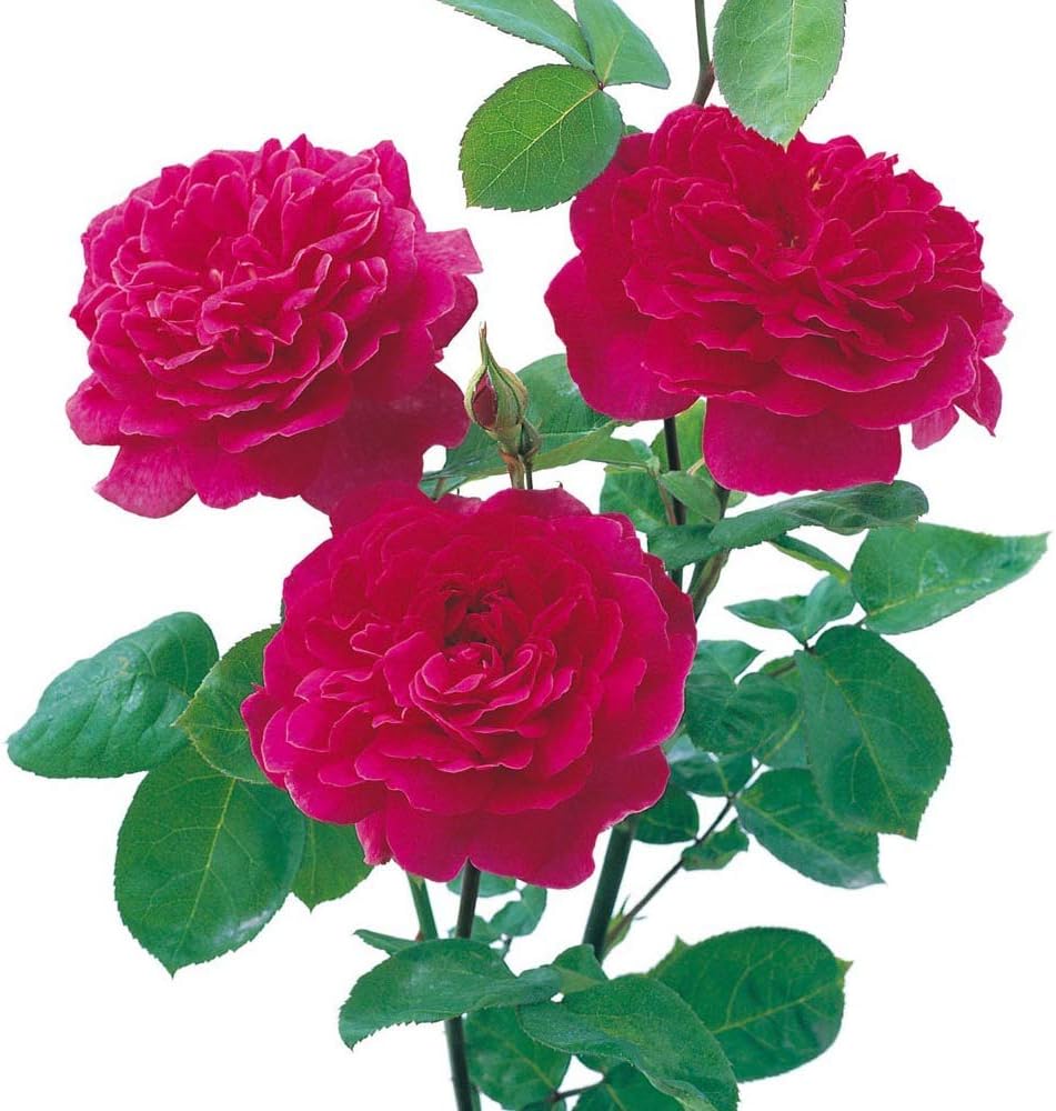 David Austin English Roses Sophy's Rose