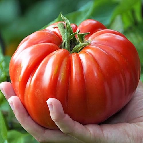 FUN AND GROW SEEDS: Seeds Red Giant Beefsteak Tomato Indeterminate