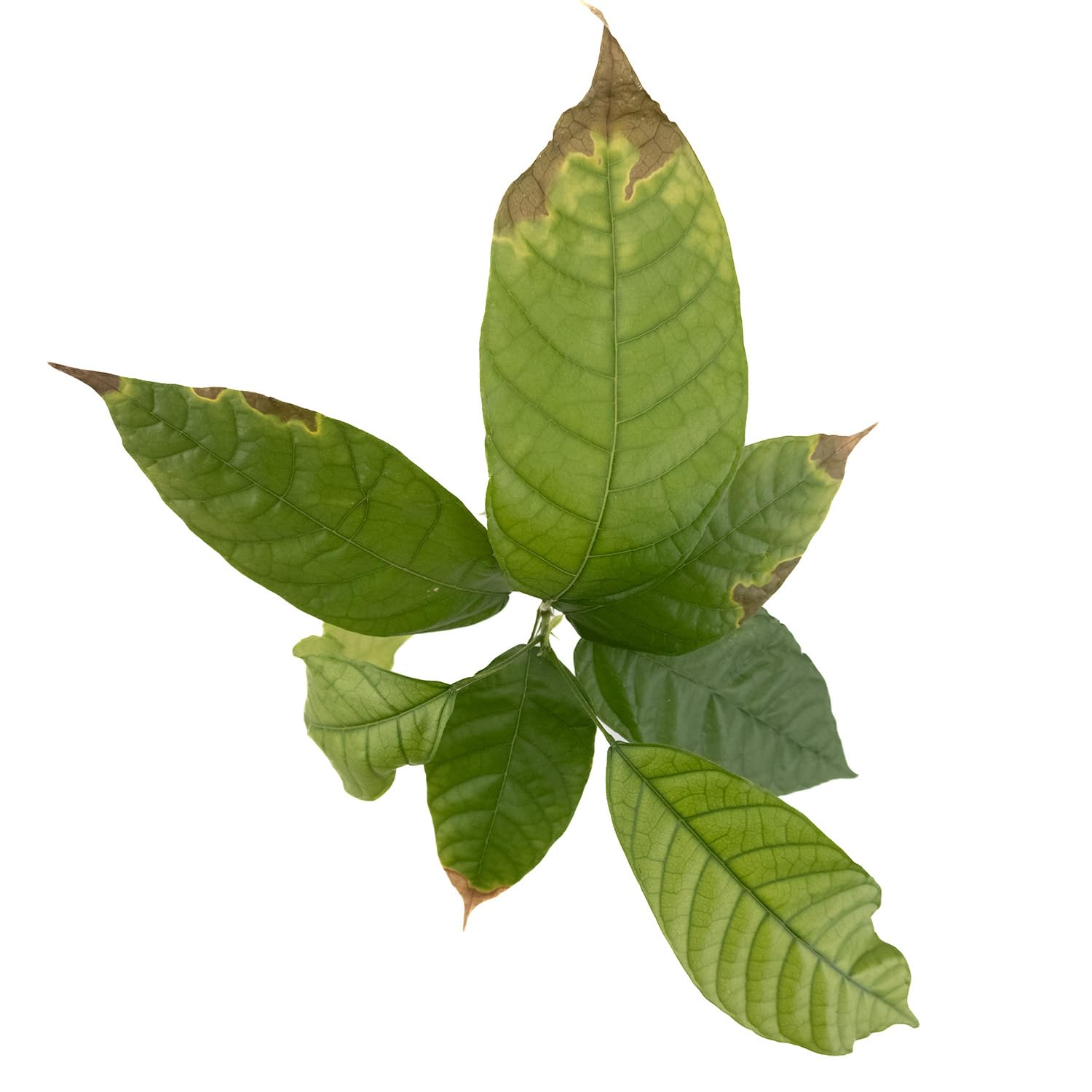 200 Kakao Baum Samen Theobroma Cacao - Schokoladenbaum Für Garten & Balkon