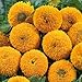 Produktbild Sonnenblume 'Teddybär'