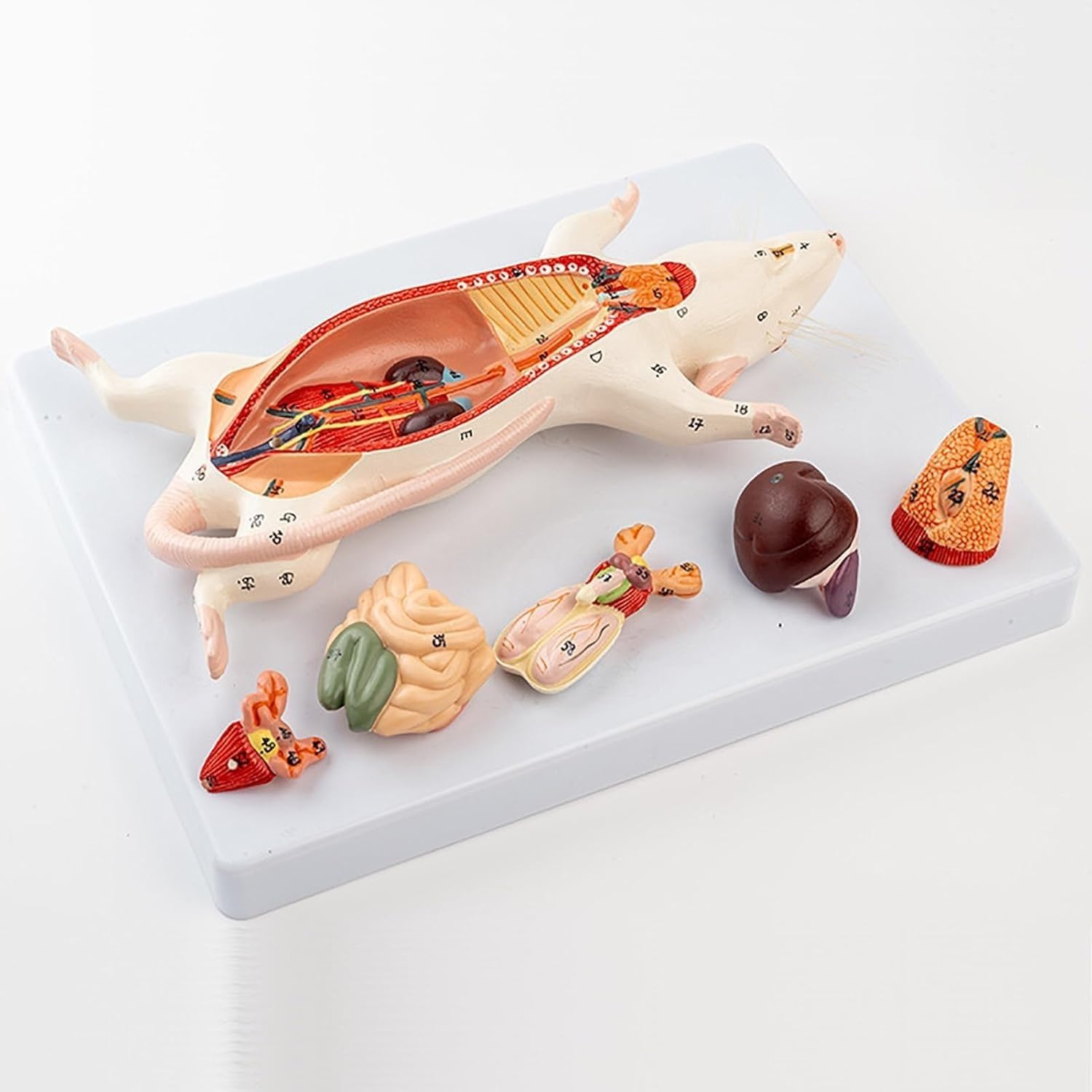 Model anatomiczny narządów myszy, struktura narządów wewnętrznych myszy szczura Model anatomiczny, odłączane 6 narządów męskich i żeńskich jest wymiennych, do eksperymentu dydaktycznego w