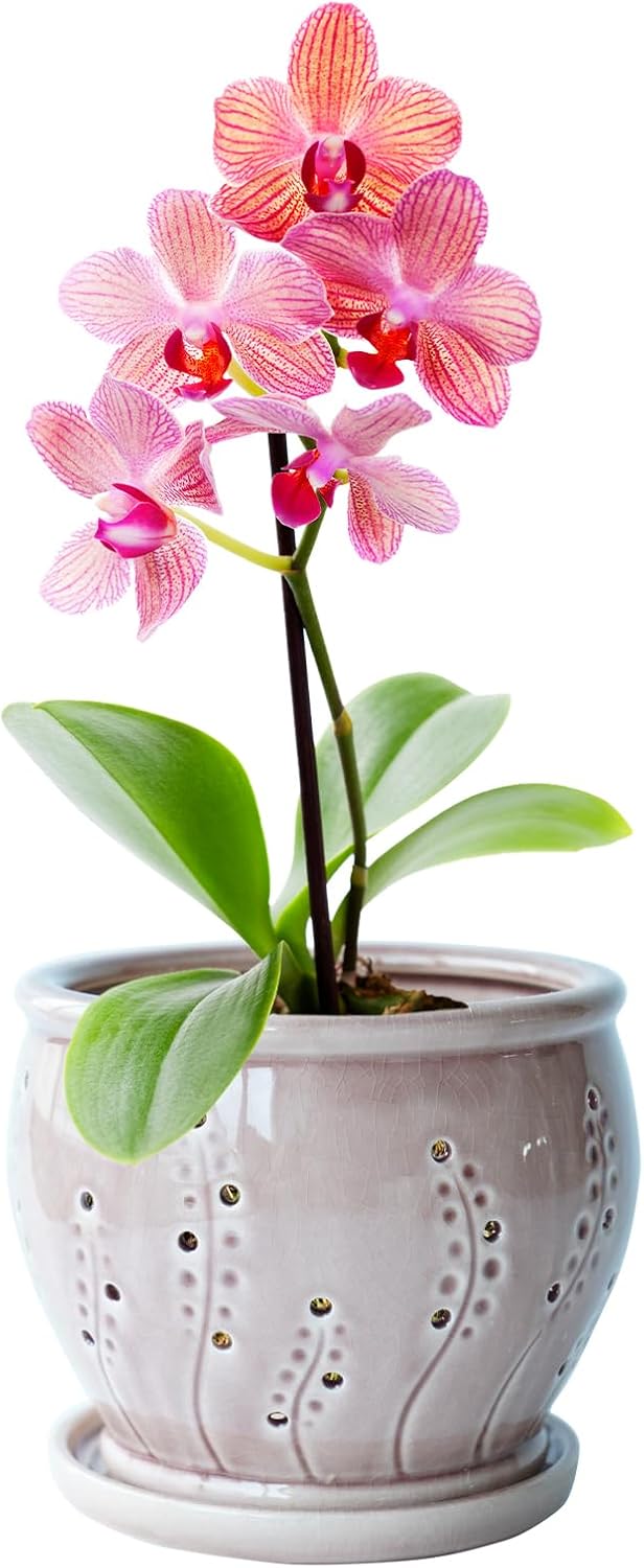 Orchid Pots with Holes, 6 inch Ceramic Orchid Pot for Repotting,Succulent Planters Flower Plant Pots for Plants, Breathable Slotted Orchids Planter (Rose Red)