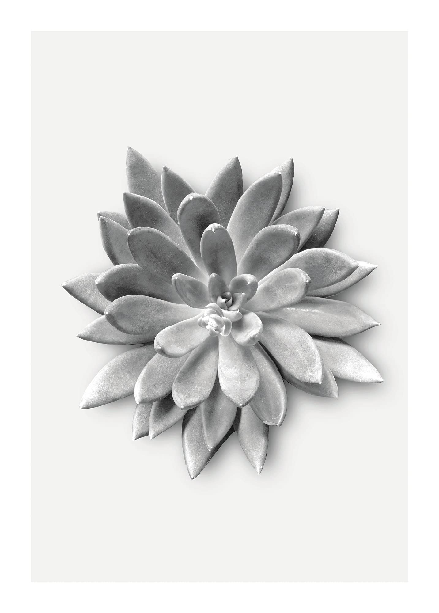 Toile Succulent Agave Komar edition PURE Boutique haute definition 50 x 70 cm