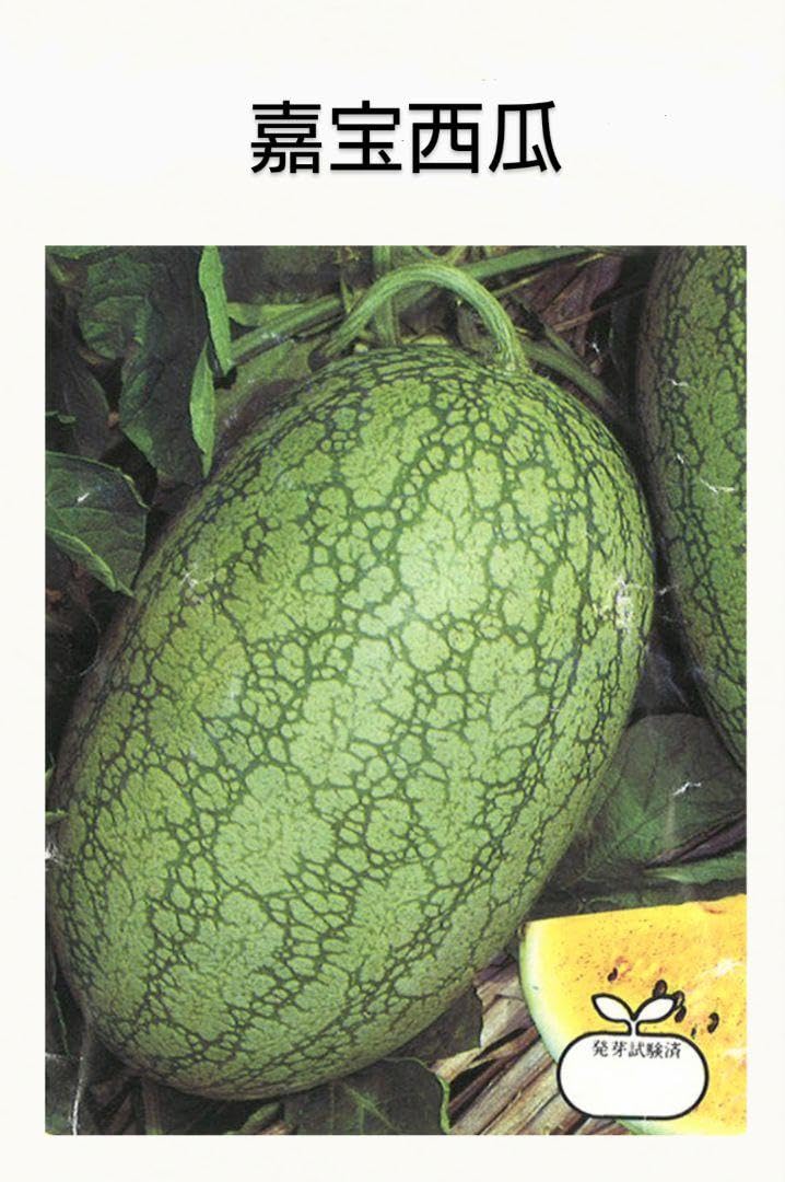 すいか様 ニューこだま スイカ ｜ 品種カタログ ｜ タキイの野菜【タキイ