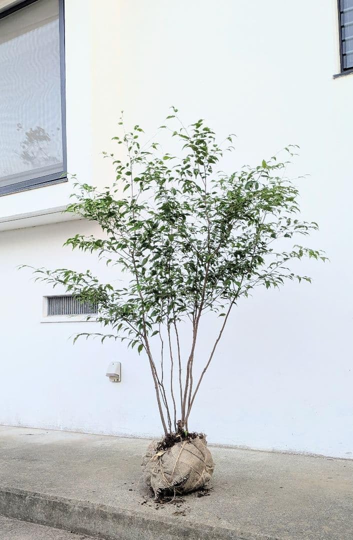 Amazon.co.jp: 山採りハイノキの根巻き苗 : DIY・工具・ガーデン