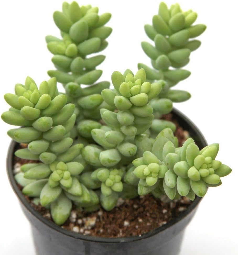 Burro's Tail Live Starter Plant in a 2 Inch Pot Sedum Drought