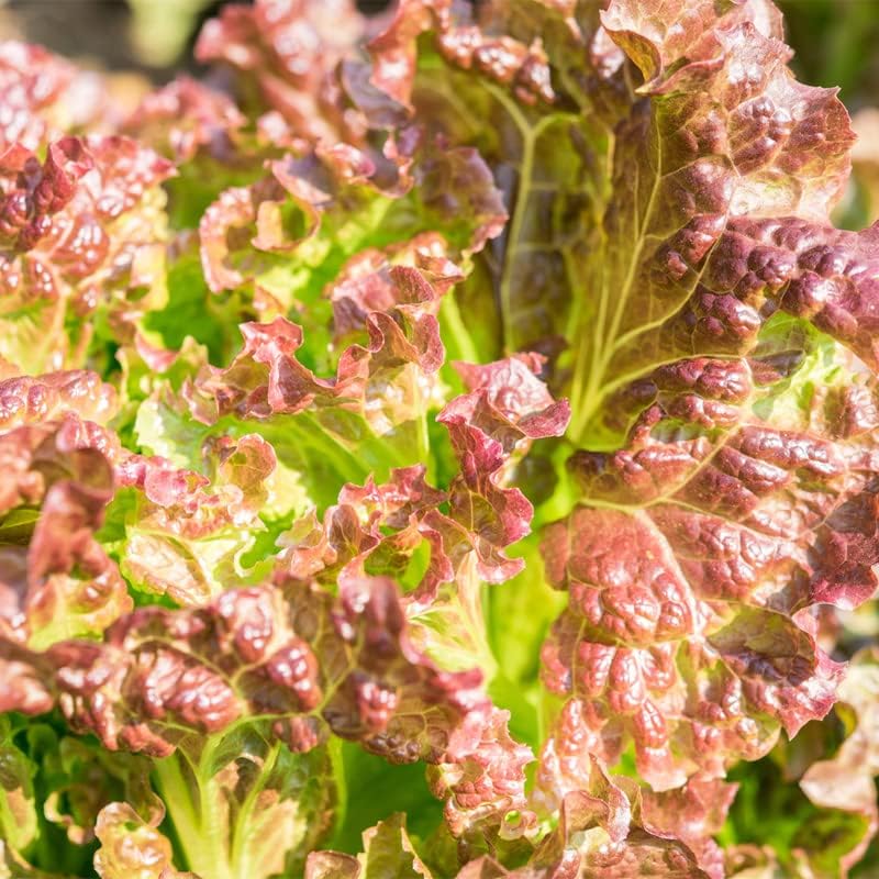 Miniatura 3 de Lechuga-Prizehead (800 semillas)