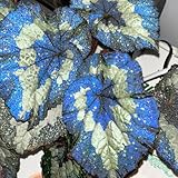 Comprar semillas de begonia - Prado de flores perenne, planta en maceta resistente y extremadamente resistente. (Begonia grandis) Semillas flores verano, cobertura del suelo 220pcs