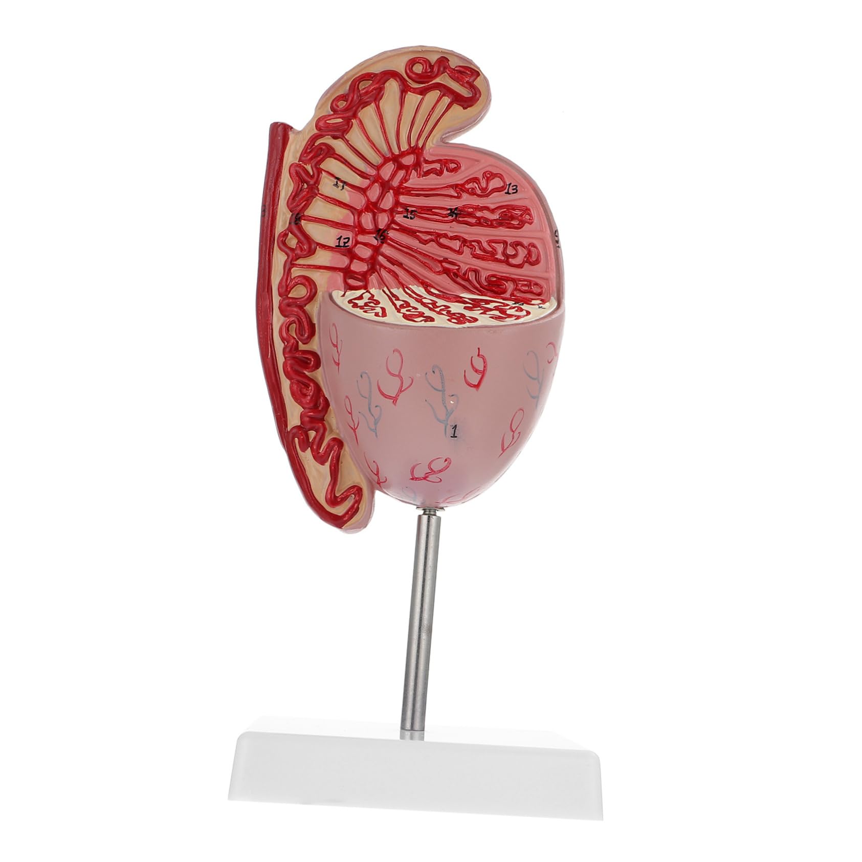 MAGICLULU Modello Anatomico Organi Umani Supporto Per Dissezione e Istruzione Scolastica Design Realistico in Pvc Adatto Per Insegnamento e Esposizione