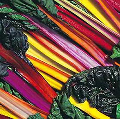 Swiss Chard Bright Light Garden Heirloom Vegetable by Seed Kingdom Bulk 1 Lb Seeds