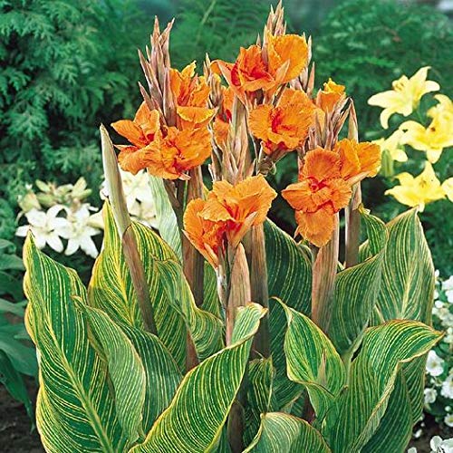 Urban Gardens Canna Pretoria (Pack of one rhizome) Variegated Canna