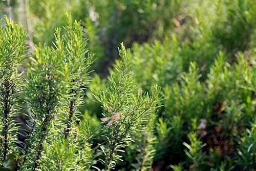 Cucina Italiana Testa Imported Sicilian Rosemary 1.4 Oz. Largest Pack On Amazon – Hand Selected Italian Rosemary Bunch From Sicily Italy #TOP5