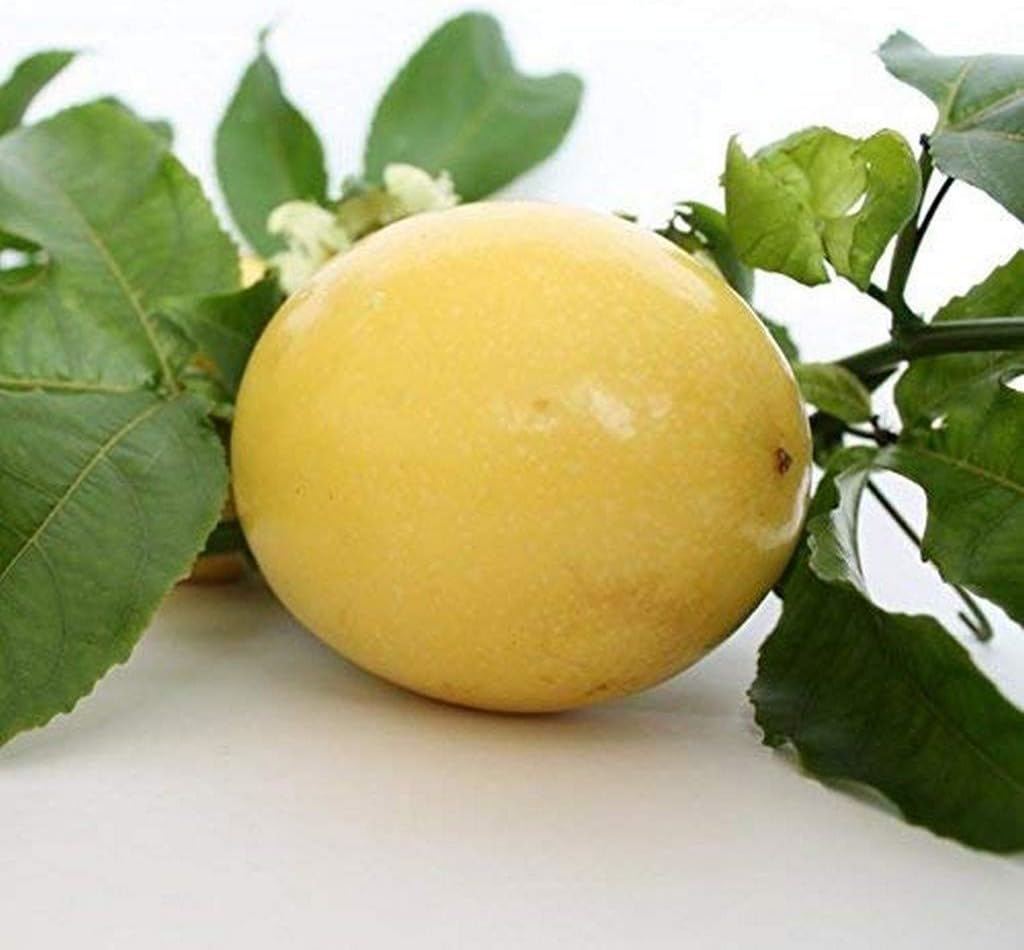 Creative Farmer Passion Fruit Yellow Healthy Live Plant For Home And Outdoor Garden Plant(1 Healthy Live Plant)