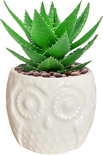 Cuteforyou Macetas para suculentas, lindo animal de dibujos animados en forma de búho de cerámica para suculentas, cactus y flores, soporte para