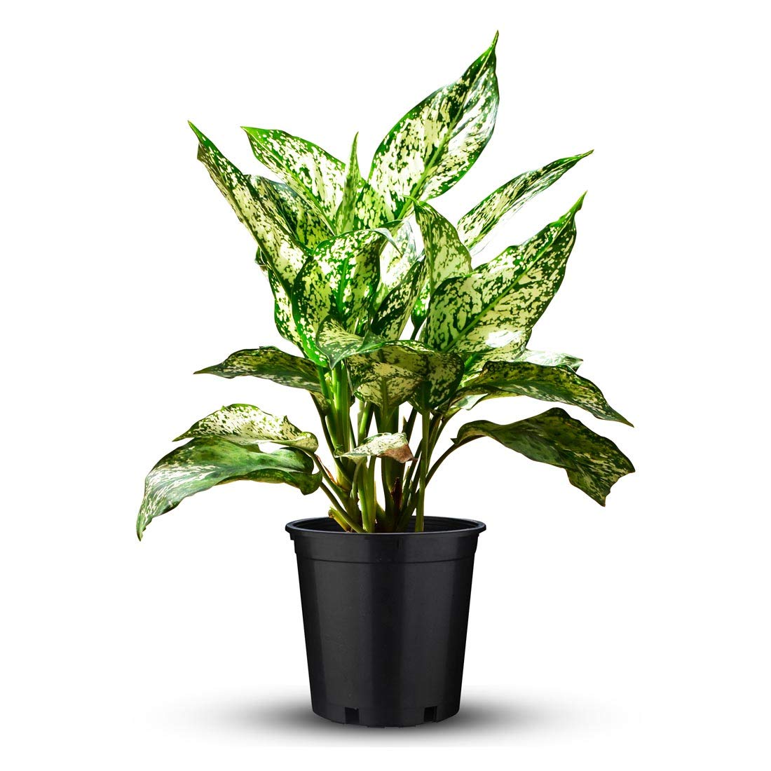 Aglaonema Snow White Indoor Plant In White Pot-image-45
