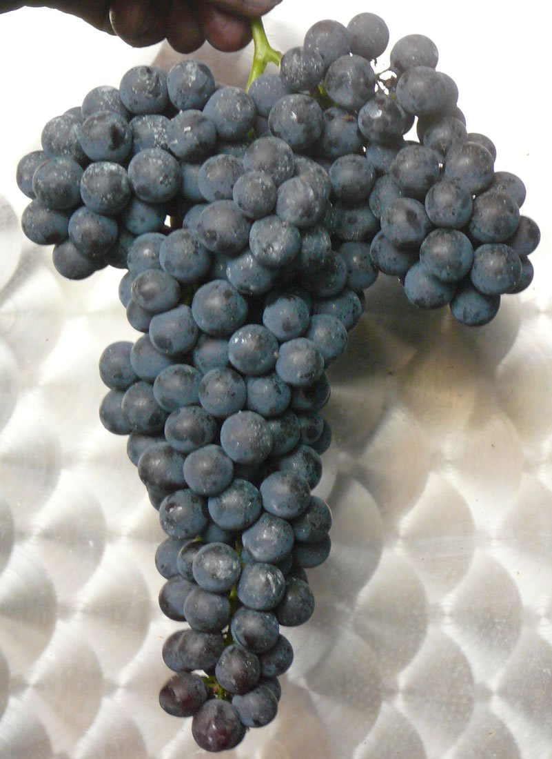 Nebie 2024 Langhe DOC Nebbiolo Confezione da 6 Bottiglie | Senza Solfiti Aggiunti