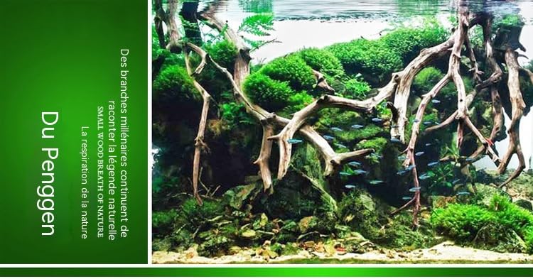 Lot décor aquarium bois flotté racine d'azalée taille 15 à 20 cm formes aléatoires, support pour mousses aquatiques, élément naturel d'aquascaping pour aménager votre bac à poissons domestique (4)