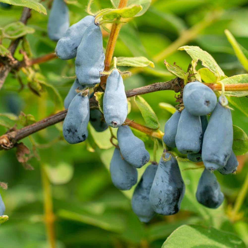 plants are purple super serum Pro-Aging Super Serum main image 1