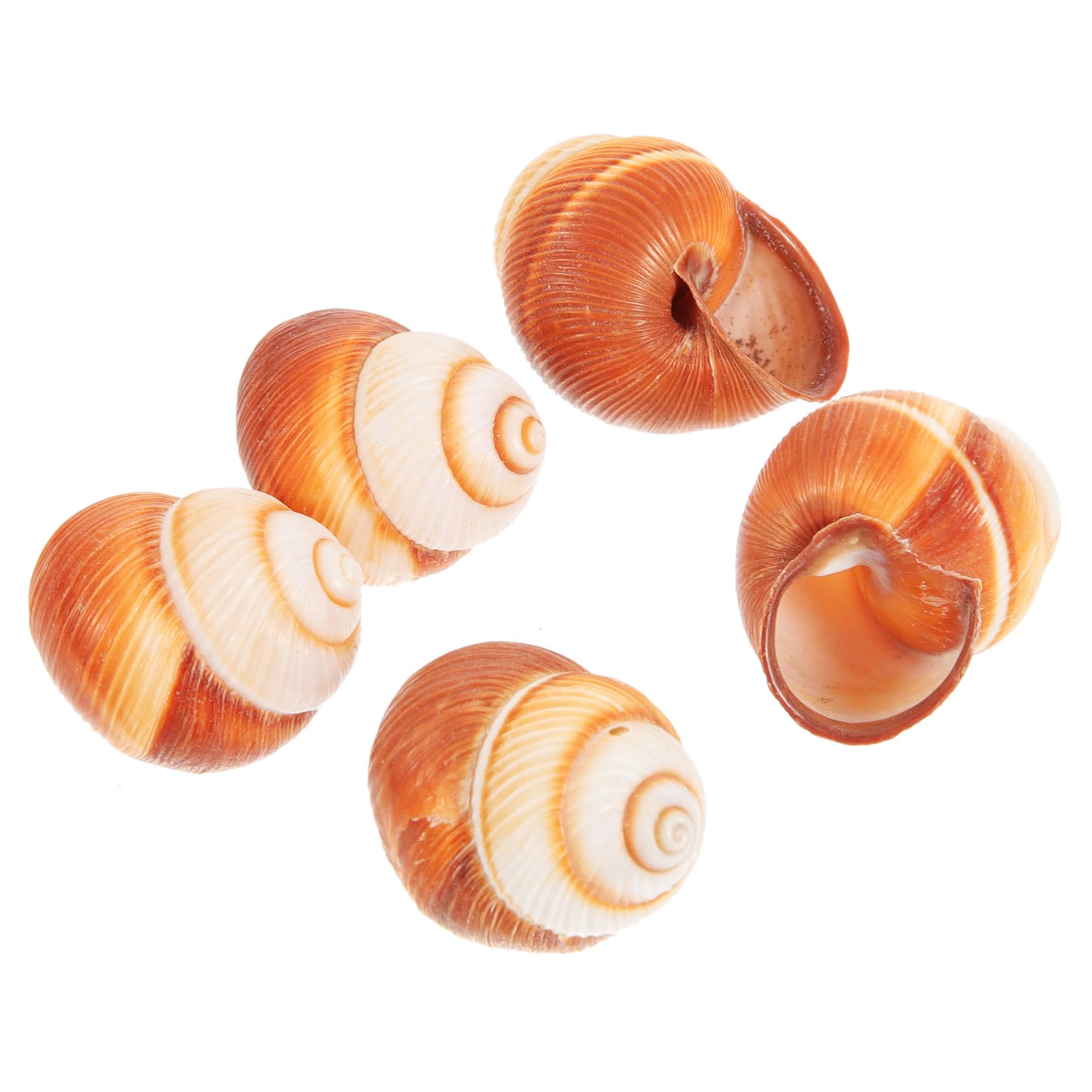 BESPORTBLE 15piezas Natural Escargot Shells para Cocinar Caracoles Al Horno Elegantes y Comestibles para Preparaciones Francesas Resistente y Práctico para Gastronomía