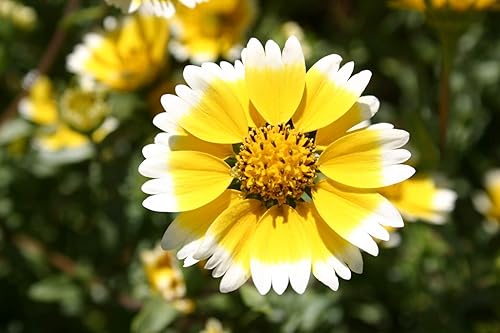 Miniatura 2 de Tidy Tips Flower Seeds, 500+ Seeds Per Packet, Yellow-and-White Tipped Layia, (Isla's Garden Seeds), Non GMO & Heirloom Seeds, Botanical Name: Layia