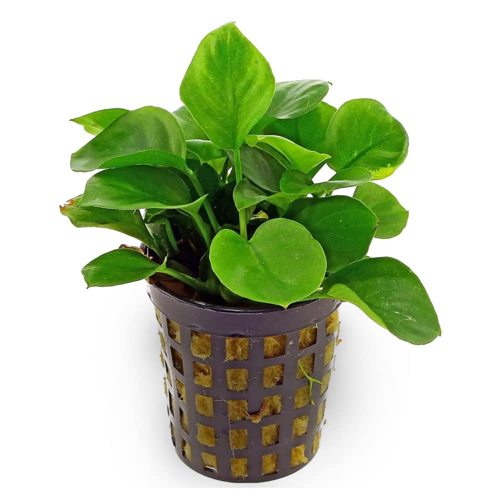 Moss and More ANUBIAS 'COIN LEAF' SMALL Easy Live Aquarium Small Plant Amazon.in Pet Supplies