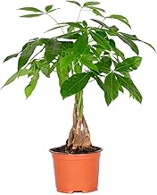 Bloomique - Pachira Aquatica - Arbre à argent - Plante d’intérieur - Dépolluante - 25-35 cm de haut - Pot 12 cm
