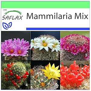 SAFLAX Mammillaria Mischung - Kakteen - 40 Samen