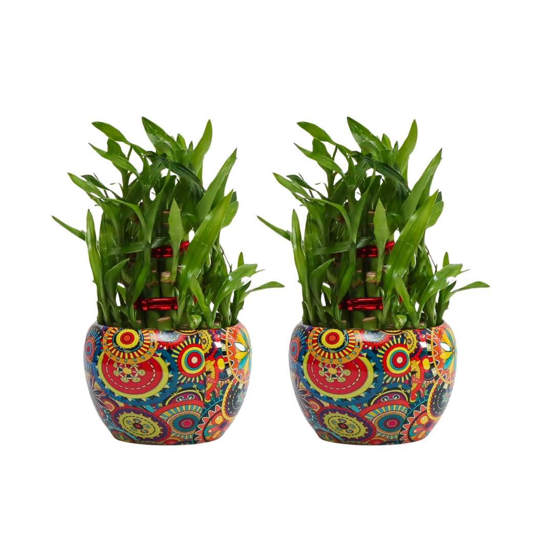 Flora Dlite 3 Layer Lucky Bamboo Plant in Metal Pot - Indoor Live Plant for Home Decor | Perfect Small Plant for Office Desk | Stylish Indoor Plant Pots for Living Room (Pack of 2) (B0D51XCNBF) Amazon Price History, Amazon Price Tracker