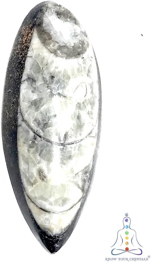 Know Your Crystals Orthoceras Specimen Black (Aprox 6-8 GMS)