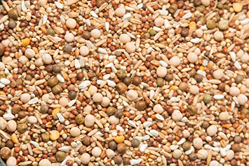 Purgrain Sparkling Clean Pigeon Feed Purgain Breeder/Conditioner 16% no Corn–50 lb Bag