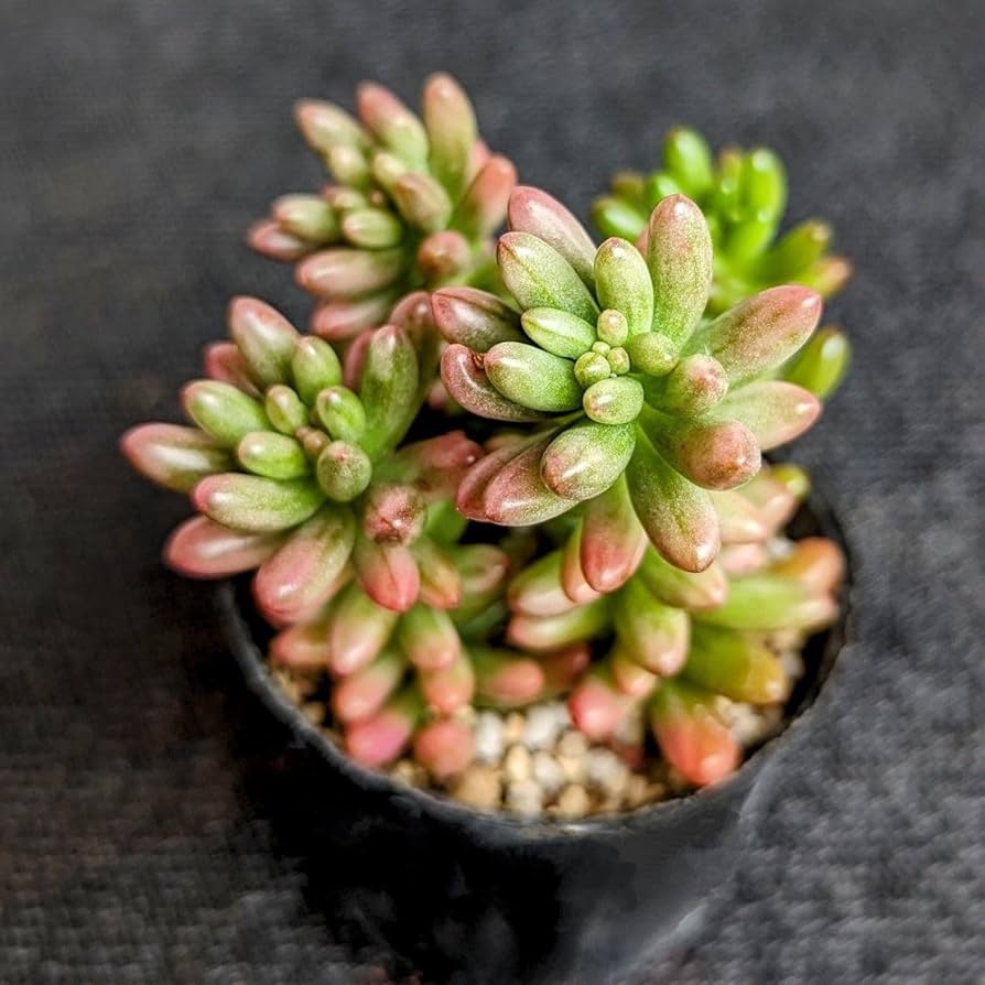 ラ*ル様 多肉植物　五十鈴玉錦　最上級斑入り　　鮮明錦 10株 ラ*ル様 多肉植物 五十鈴玉錦 最上級斑入り 鮮明錦 10株