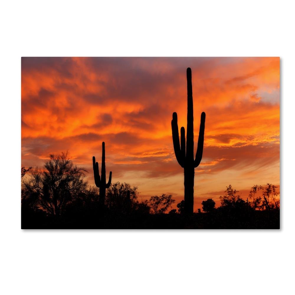 TrademarkTrademark Fine Art Saguaros Amazing Sunset 5 5 Wall Decor