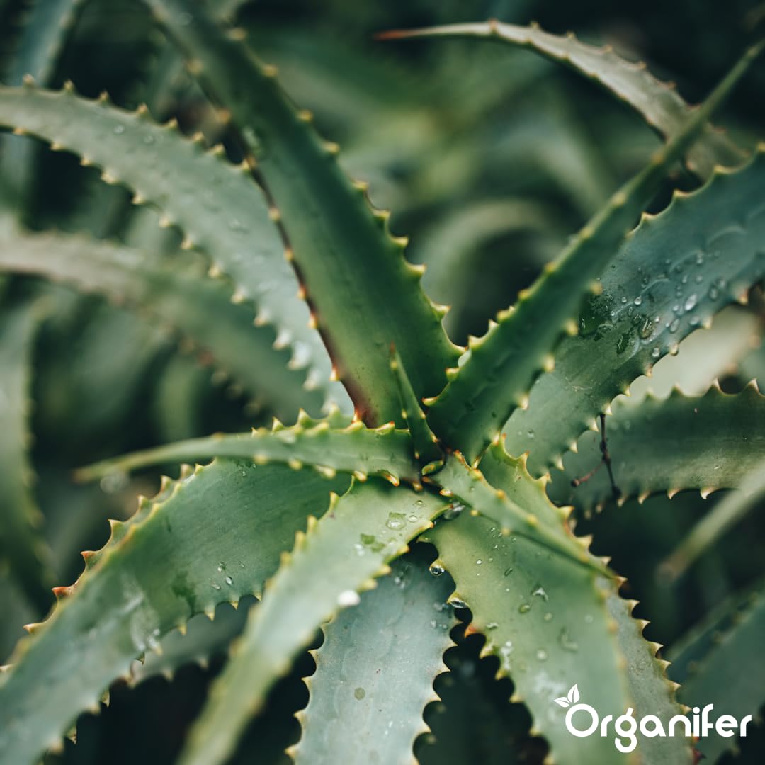 Fertilizante Líquido Para Aloe Vera - 2x1L - NPK 2-1-8 | Fertilizante Para Hojas Fuertes Y Suculentas Sanas - Favorece Raíces Y Vitalidad - Organifer