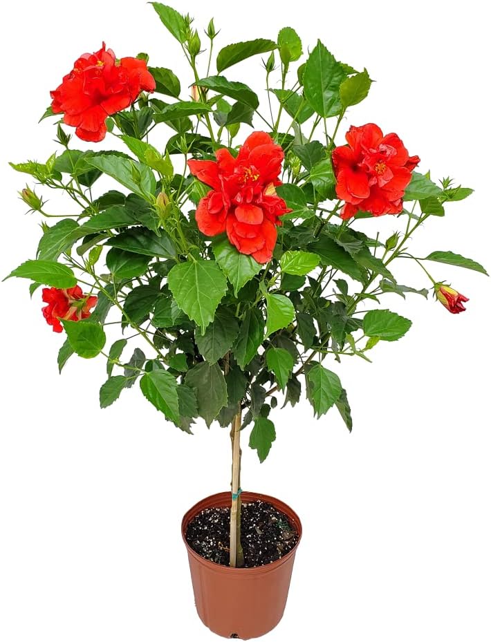 Live Hibiscus Plant - Red Double Flower Tree (38"-44")
