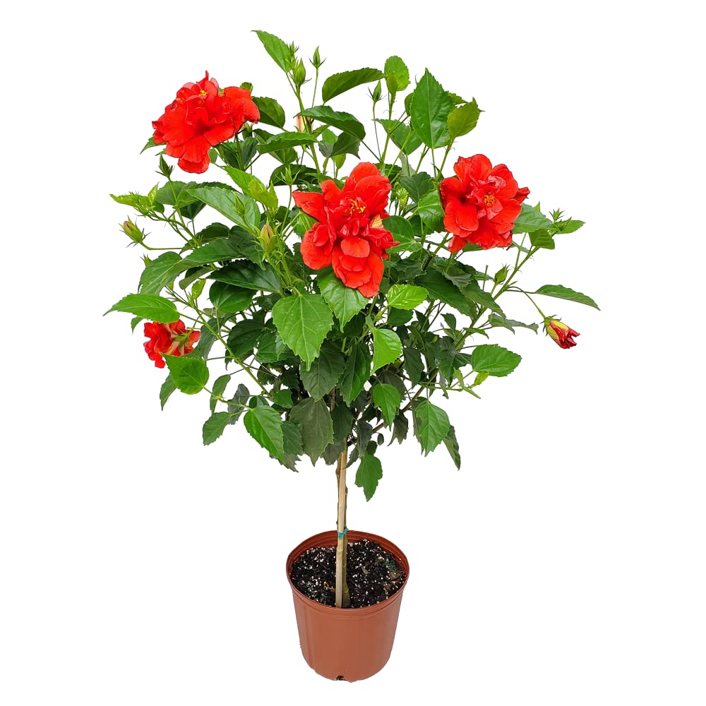 Live Hibiscus Plant - Tropical Flowering Tree - Red Double Flower - Overall Height 38" to 44" - Tropical Plants of Florida (Plant Only)