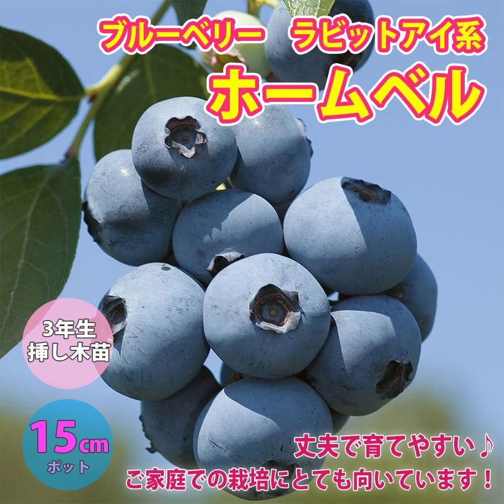 ブルーベリー ホームベル 0 6m15cmポット 1年間枯れ保証 5本セット 葉や形を楽しむ木 送料無料 人気ブランドの新作 0 6m15cmポット
