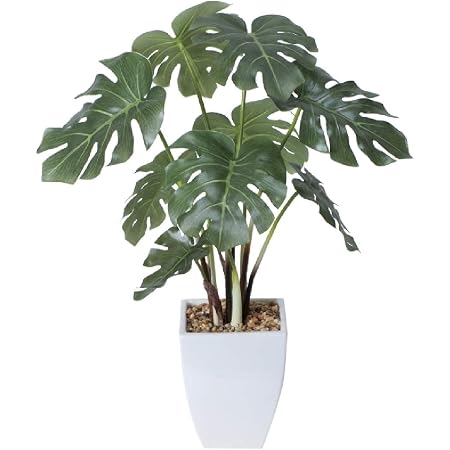 Amazon 光触媒観葉植物 モンステラポット 光触媒 テーブルタイプ 光触媒 花 スプレー インテリアグリーン 胡蝶蘭 消臭 大型 観葉植物 オンライン通販