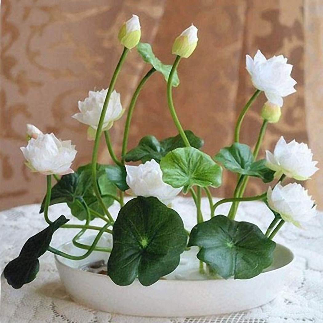 Hudgle Seed House Mini Lotus Seeds Adorable Flower Seeds Fragrant Blooms Hydroponic Water Flower Seeds Plant Perennial Lotus Amazon In Garden Outdoors