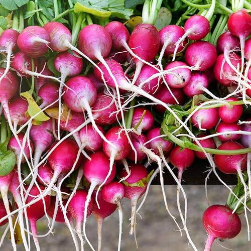  BRUEL-INFUSED RADISHES