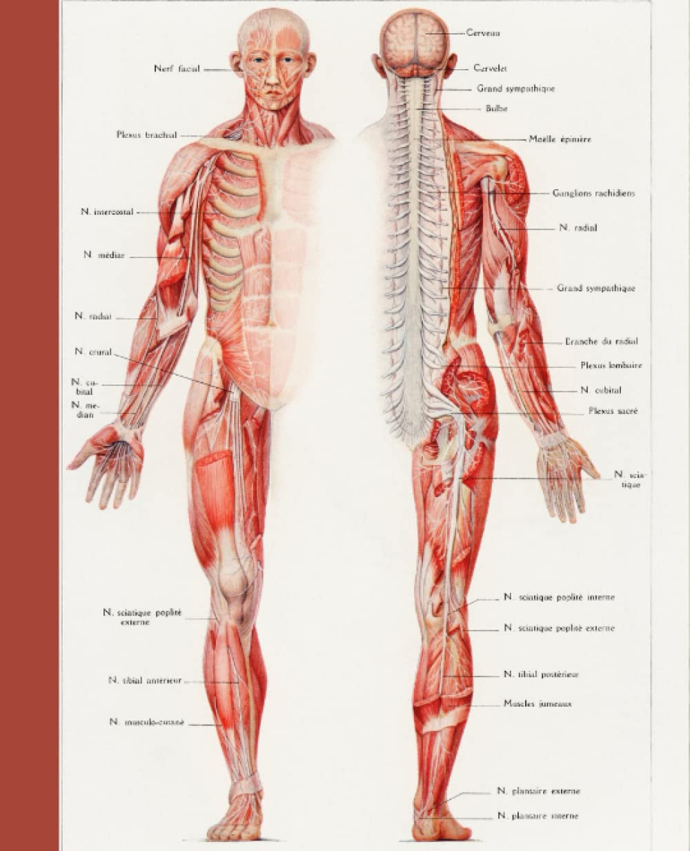 Composition Notebook -An Antique Illustration of the Human Nervous System by Galtier-Boissière and Émile - Vintage Human Anatomy Medical Illustrations: College Ruled