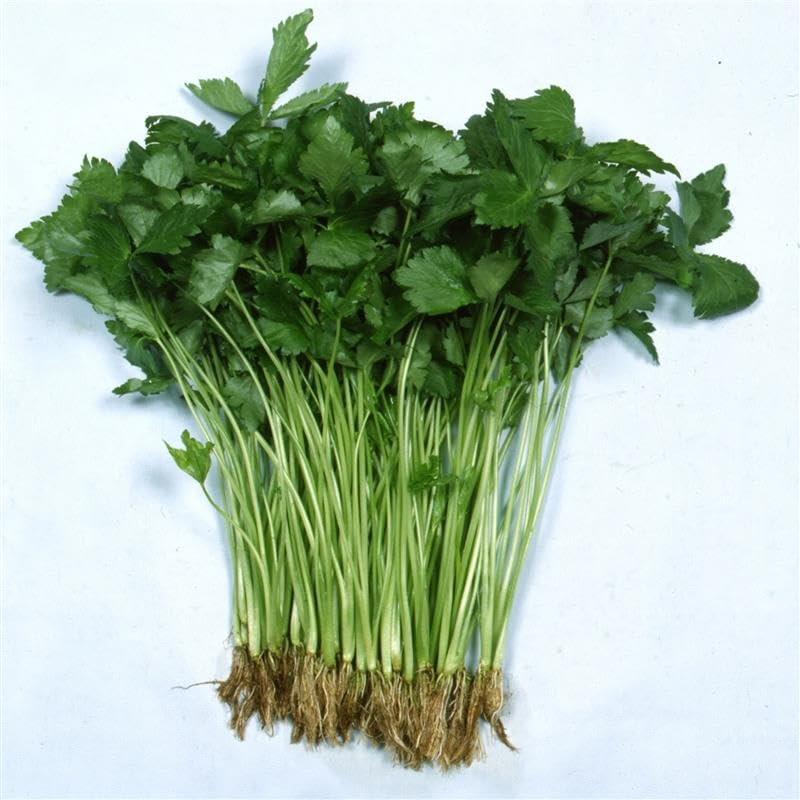 Amazon.com : Japanese Parsley Seed 1 Oz ~ 12,500 Seeds – Mitsuba