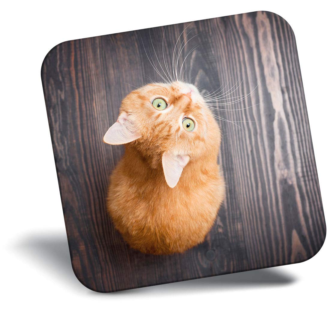 Destination Vinyl Ltd Fridge Magnet - Cute Ginger Kitten Cat Cats 8925